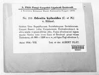 Scopuloides hydnoides image